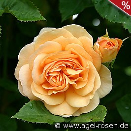 AUSfather Old English Rose