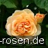 AUSfather Old English Rose kaufen