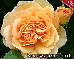 AUSfather Old English Rose kaufen, clicken für mehr Details AUSfather Old English Rose