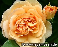 AUSfather Old English Rose kaufen, clicken für mehr Details AUSfather Old English Rose