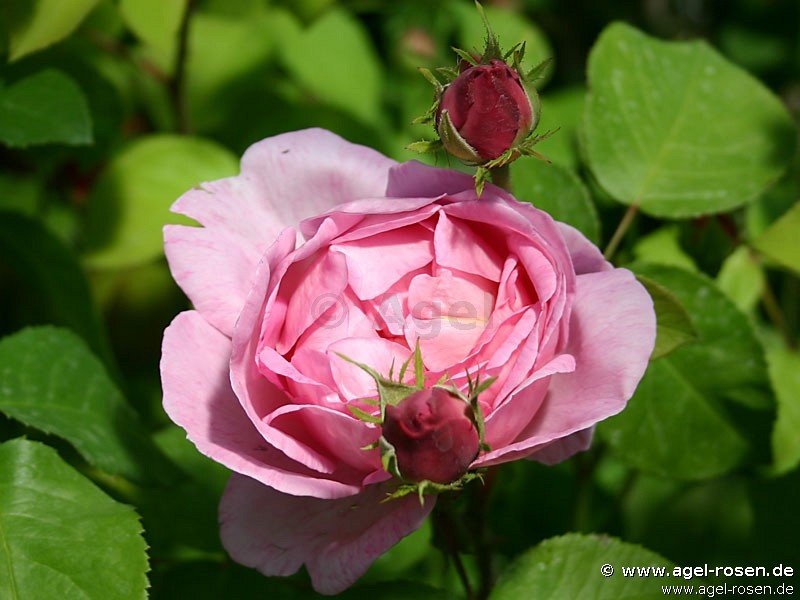 Rose ‘AUSfirst‘ (wurzelnackte Rose)