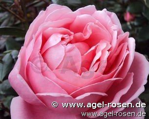 Rose ‘AUSglobe‘ (wurzelnackte Rose)