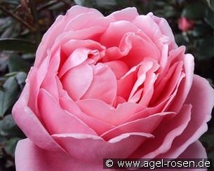 AUSglobe Old English Rose