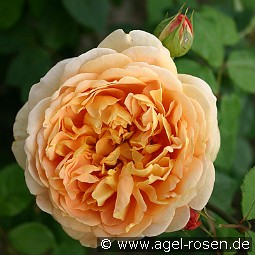 AUSgold  Old English Rose