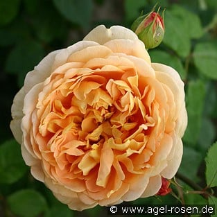 AUSgold  Old English Rose