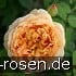 AUSgold  Old English Rose kaufen