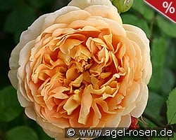 AUSgold Old English Rose kaufen, clicken für mehr Details AUSgold Old English Rose