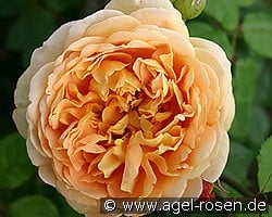 AUSgold  Old English Rose kaufen, clicken für mehr Details AUSgold  Old English Rose