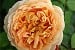AUSgold Old English Rose
