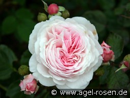 AUSham 2029 kaufen, clicken für mehr Details AUSham 2029