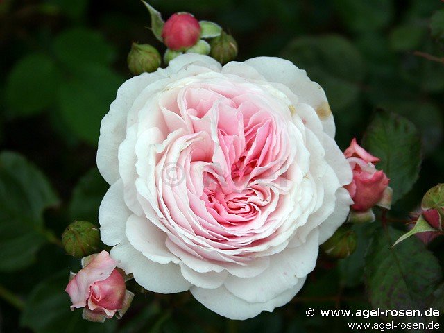 Rose ‘AUSham‘ (wurzelnackte Rose)