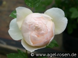 AUSjo Old English Rose