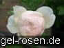 AUSjo Old English Rose kaufen