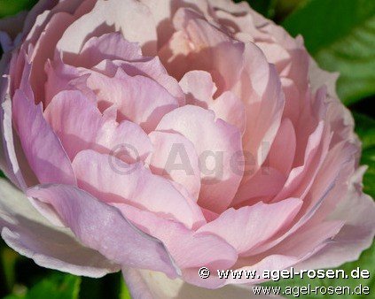 Rose ‘AUSjosiah‘ (wurzelnackte Rose)