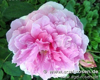 Rose ‘AUSky‘ (wurzelnackte Rose)