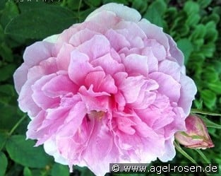 AUSky Old English Rose