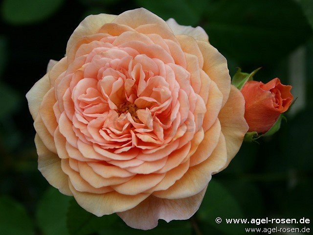 Rose ‘AUSlea‘ (wurzelnackte Rose)