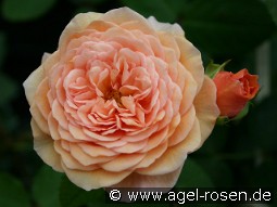 AUSlea Old English Rose kaufen, clicken für mehr Details AUSlea Old English Rose