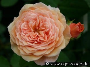 AUSlea Old English Rose