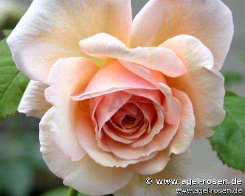 Rose ‘AUSled‘ (5-Liter Topf)