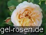 AUSling Old English Rose kaufen