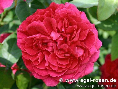 Rose ‘AUSlo‘ (wurzelnackte Rose)