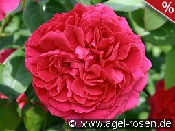 AUSlo Old English Rose