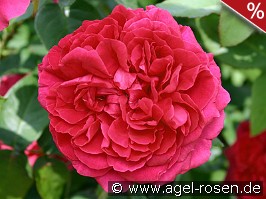 AUSlo Old English Rose