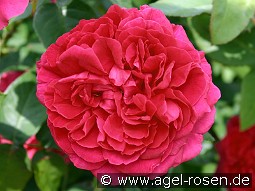 AUSlo Old English Rose