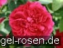 AUSlo Old English Rose kaufen