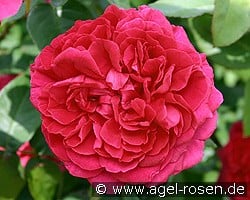 AUSlo Old English Rose kaufen, clicken für mehr Details AUSlo Old English Rose