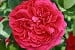 AUSlo Old English Rose