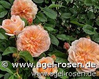 Rose ‘AUSlofty‘ (wurzelnackte Rose)