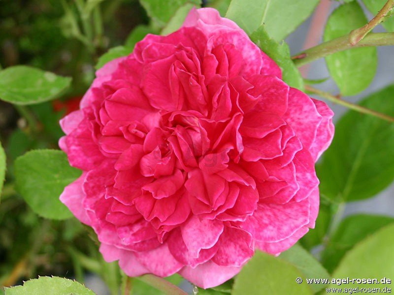 Rose ‘AUSlot‘ (wurzelnackte Rose)