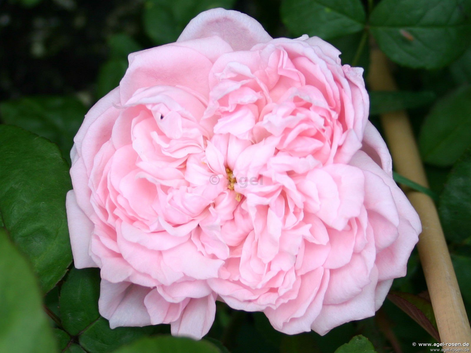 Rose ‘AUSmak‘ (wurzelnackte Rose)