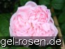 AUSmak Old English Rose kaufen