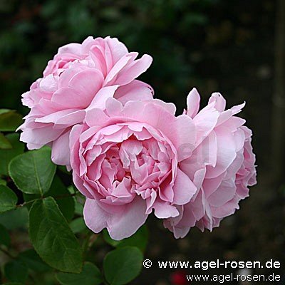 Rose ‘AUSmary‘ (wurzelnackte Rose)