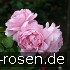 AUSmary Old English Rose kaufen