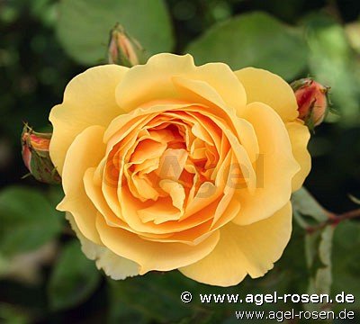 Rose ‘AUSmas‘ (wurzelnackte Rose)