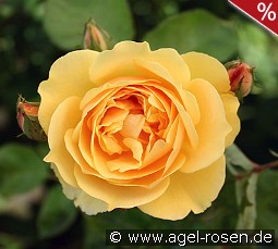 AUSmas Old English Rose