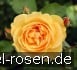 AUSmas Old English Rose kaufen