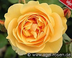 AUSmas Old English Rose kaufen, clicken für mehr Details AUSmas Old English Rose