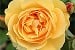 AUSmas Old English Rose