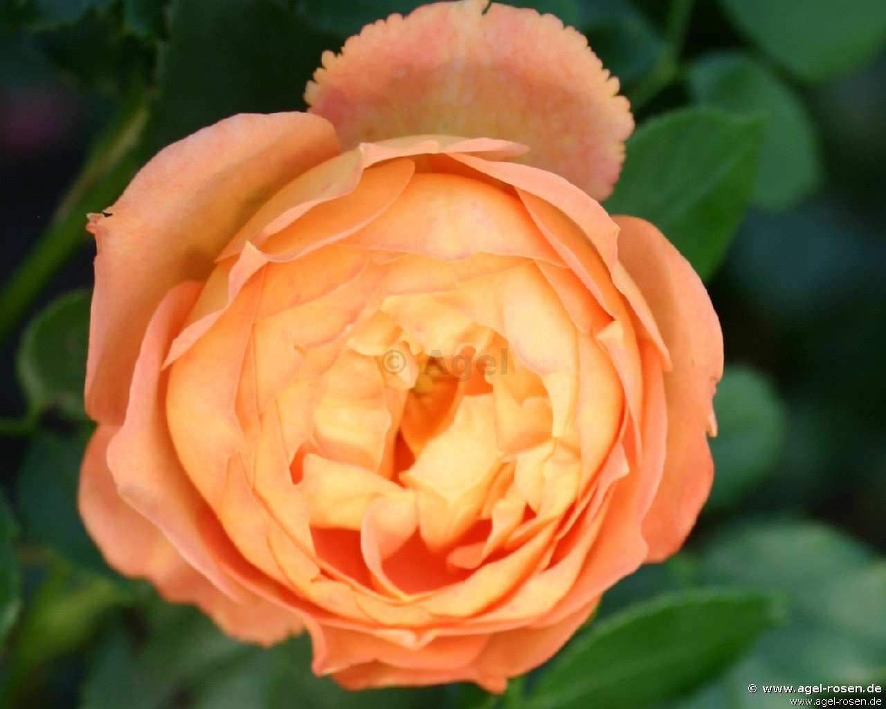 Rose ‘AUSmum‘ (wurzelnackte Rose)