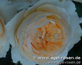 Rose ‘AUSperd‘ (wurzelnackte Rose)