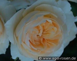 AUSperd Old English Rose