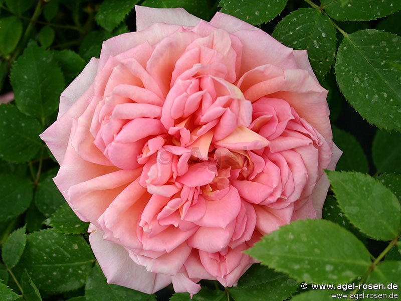 Rose ‘AUSpishus‘ (wurzelnackte Rose)