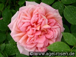 AUSpishus Old Englich Rose kaufen, clicken für mehr Details AUSpishus Old Englich Rose