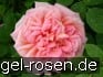 AUSpishus Old English Rose kaufen