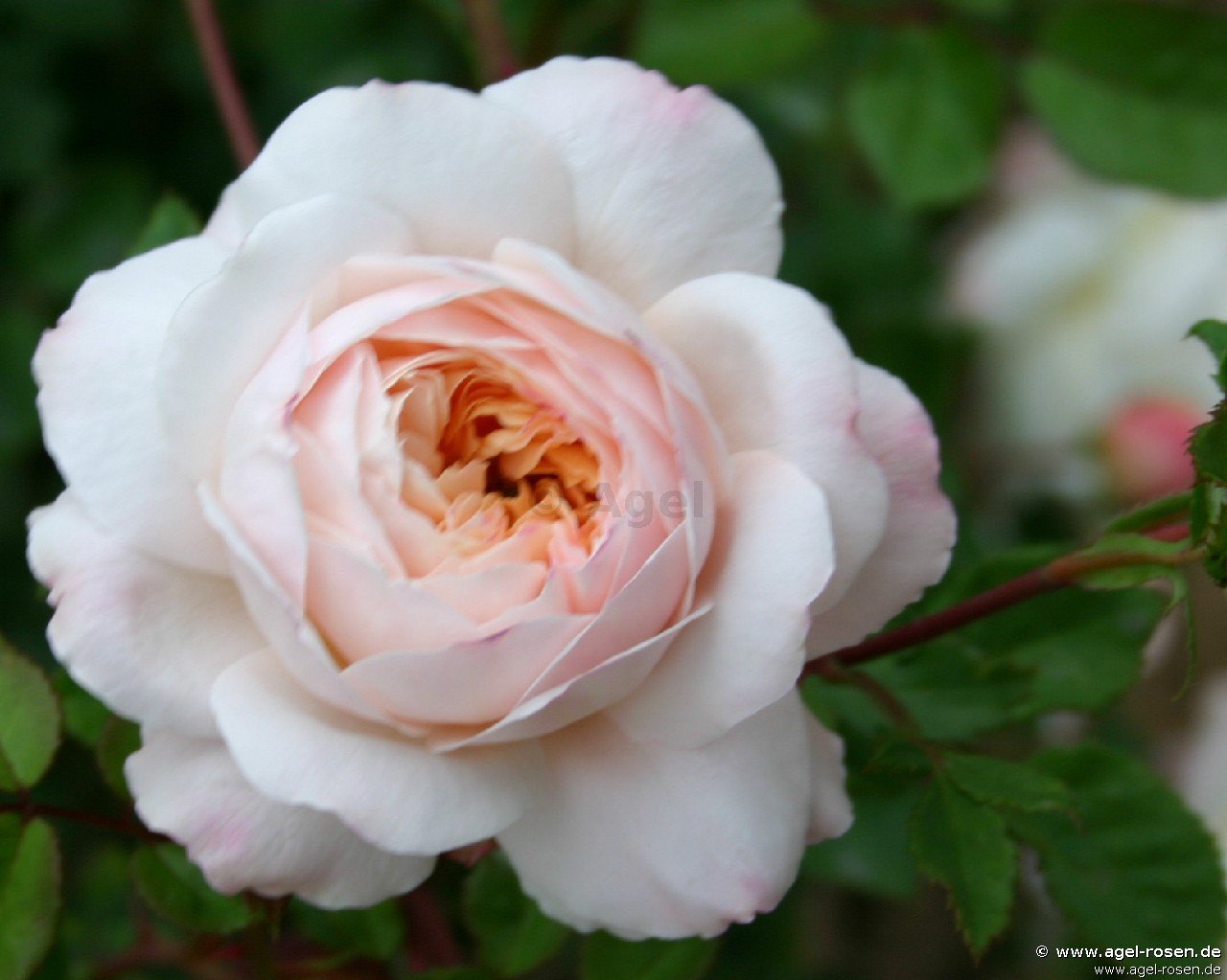 Rose ‘AUSquest‘ (wurzelnackte Rose)
